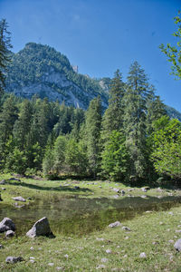 Scenic view of forest against sky