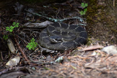 Close-up of lizard on field