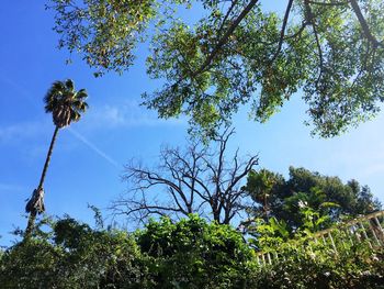 Low angle view of trees against blue sky