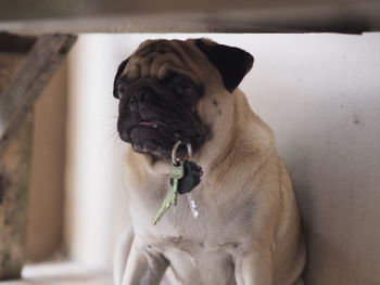 Close-up of a dog