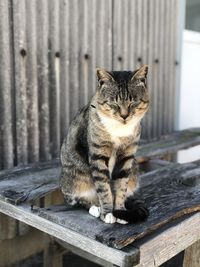 Portrait of cat sitting on wood