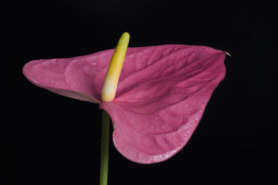 Close-up of pink rose against black background