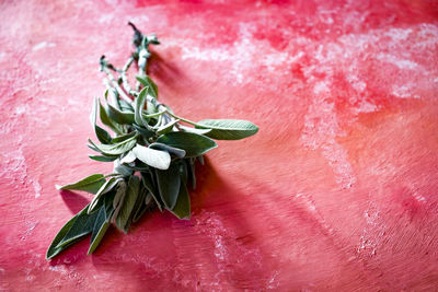 Close-up of leaves on table