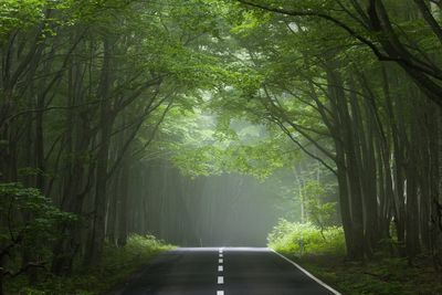 Road amidst trees in forest