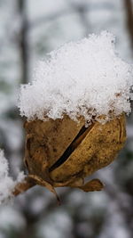 Close-up of frozen leaf during winter