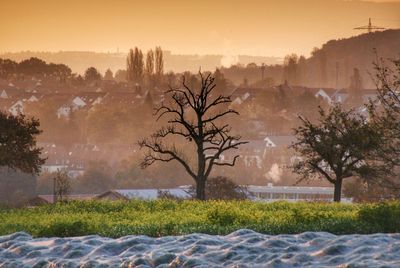 Trees on landscape against clear sky during winter