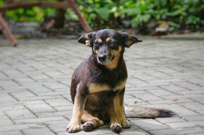 Portrait of dog sitting outdoors