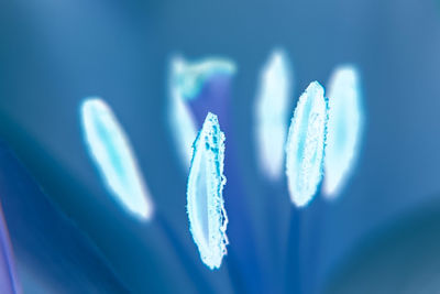 Close-up of flowers against blue sky