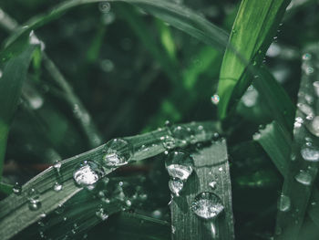 Close-up of raindrops on leaf