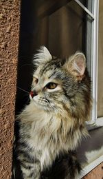 Close-up of a cat looking away