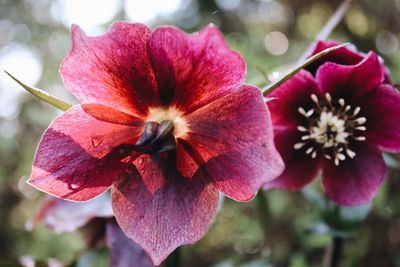 Close-up of pink flowers