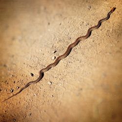 High angle view of lizard on ground