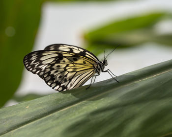 Close-up of butterfly on leaf