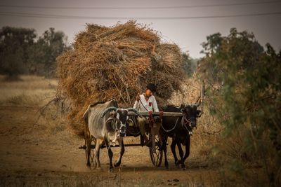 Man riding horse