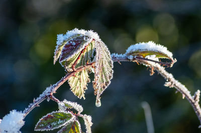 Close-up of frozen plant