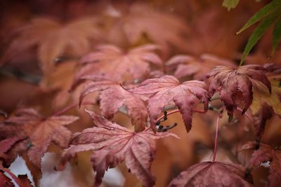 Close-up of wilted plant during autumn