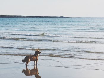 Dog on beach against clear sky