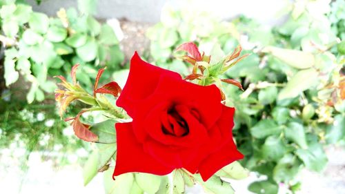 Close-up of red rose blooming outdoors