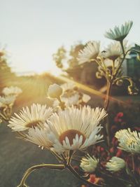 Close-up of white flowering plants on field