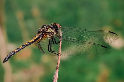 Close-up of damselfly on plant