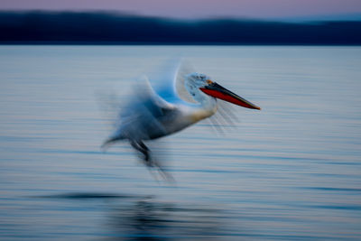 Bird in lake