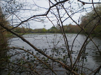 Bare trees in calm lake