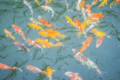 High angle view of koi carps swimming in lake