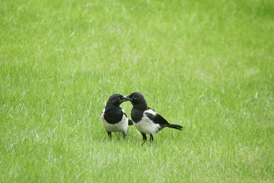 A pair of magpies