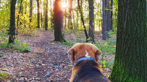 Dog in forest