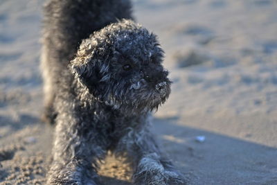 Close-up of dog looking away