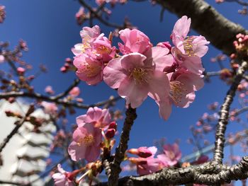 Cherry tree flowers 