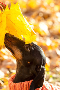 Portrait of a dachshund dog in the fallen leaves of an autumn park on a sunny day.