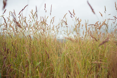 Close-up of stalks in field against sky