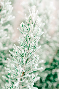 Close-up of frozen plant