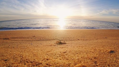 View of beach at sunset