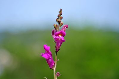Close-up of pink flowering plant