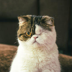 Close-up of cat looking away