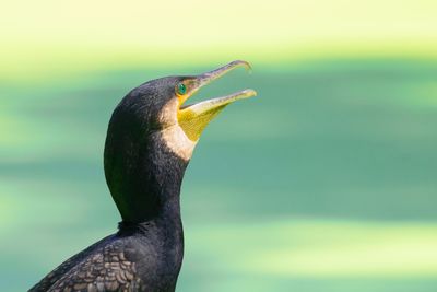 Close-up of a bird against blurred background