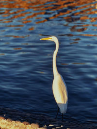 Close-up of egret in lake