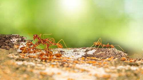 Fire ant on branch in nature ,selection focus only on some points in the image.