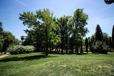 Trees in park