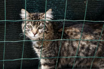 Close-up portrait of a cat in cage