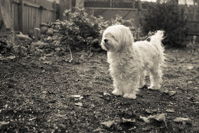 Portrait of a dog looking away