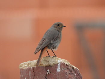 Close-up of bird perching on rock