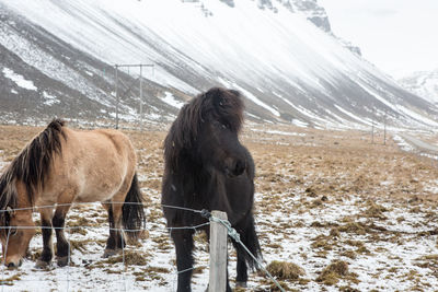 View of a horse on snow covered field