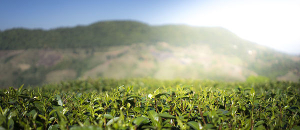 Surface level of crops on field