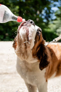 Close-up of dog