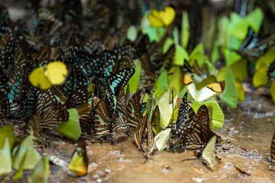 Close-up of christmas tree