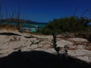 Close-up of tree on beach against sky