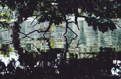 Reflection of trees on lake